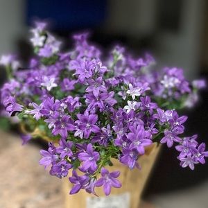 Meet your Posher, Mimi